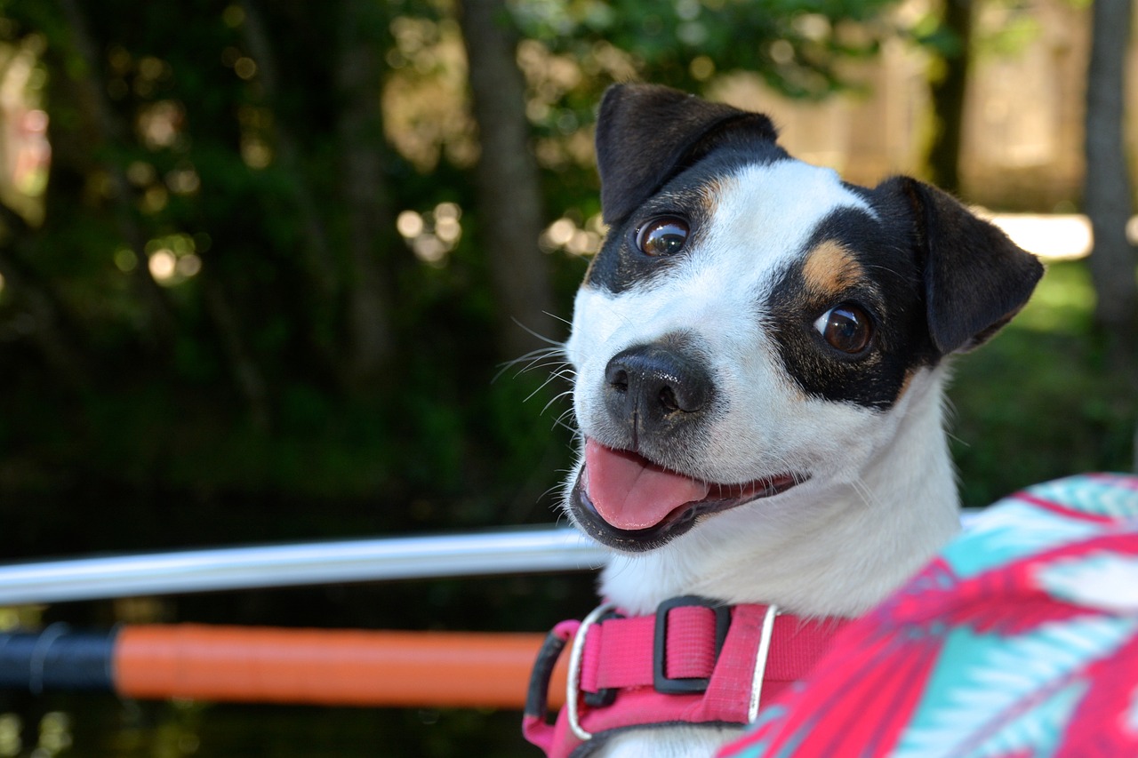 Why Jack Russell Terriers Are So Lively